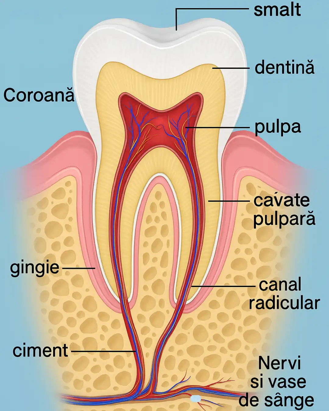 Coronița dentare -cabinet stomatologic focsani dr saviana popescu